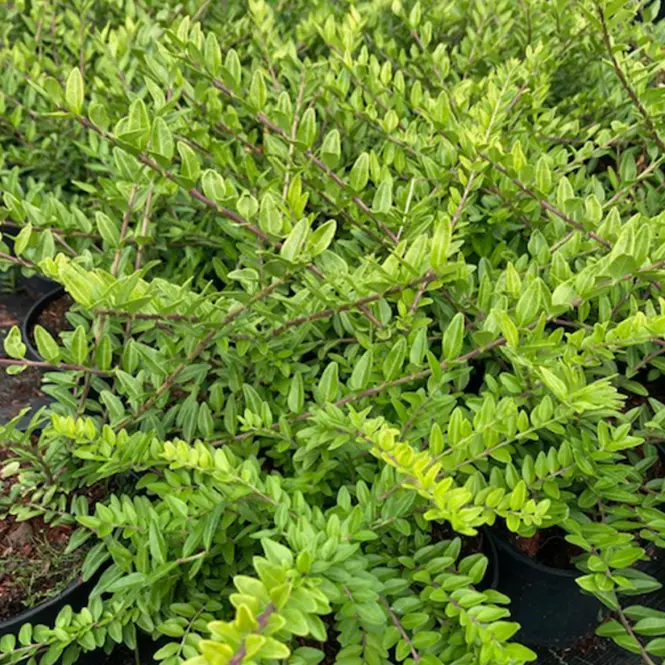 Lonicera pileata C2