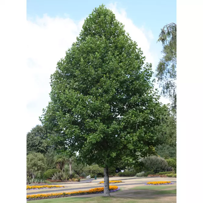 Liriodendron tulipifera 160-180 C7.5