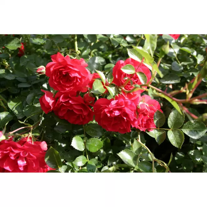 Rosa champlain 30-40 C3