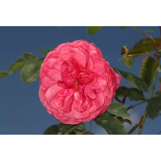 Rosa morden ruby 30-35 C3