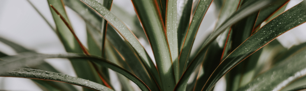 Dracena - Merkury Market
