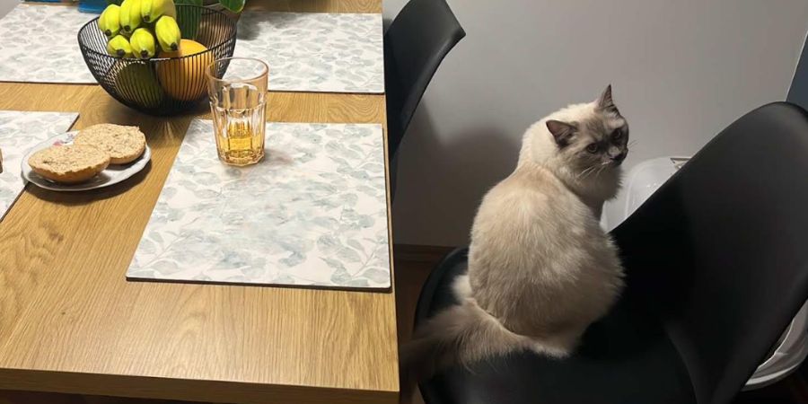 jak zorganizować miejsce dla pupila w kuchni?