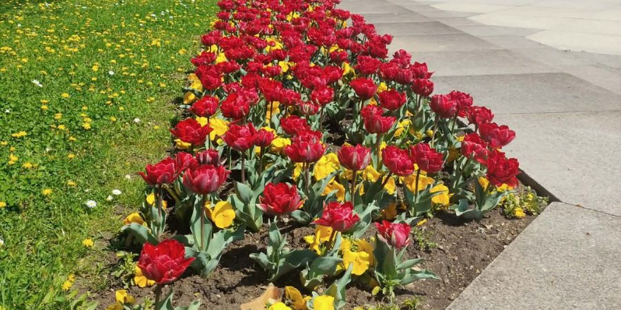 tulipany na rabacie kwiatowej