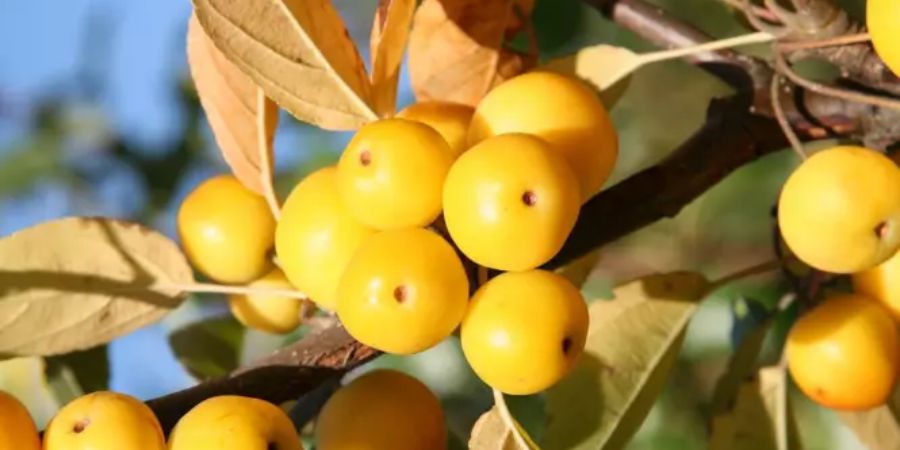 Jabłoń Golden Hornet A