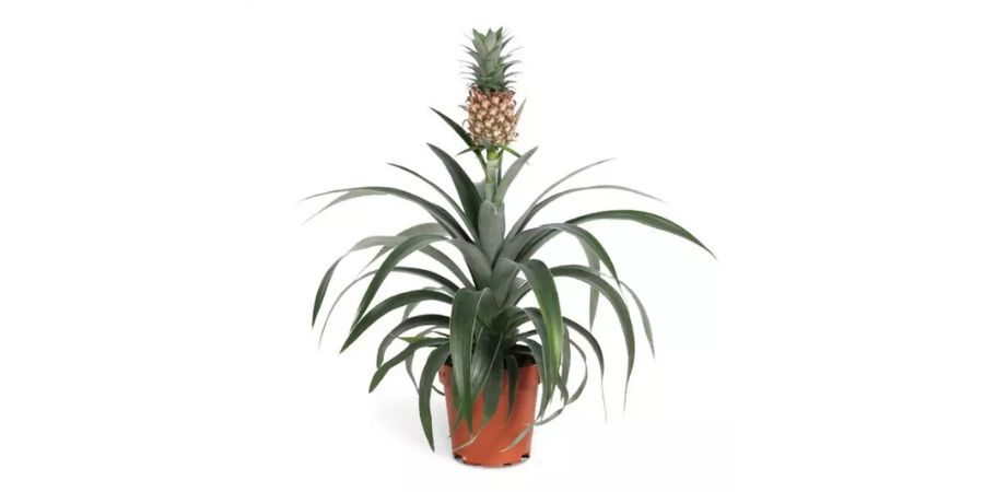 Ananas