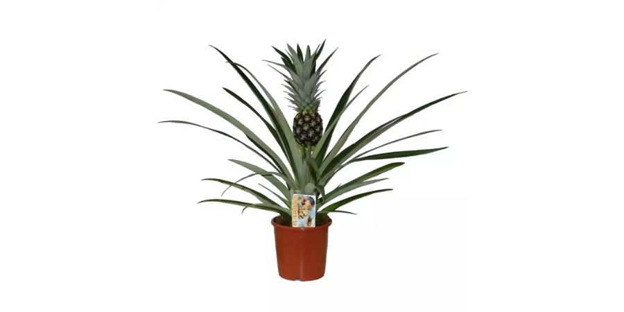 Ananas champaca