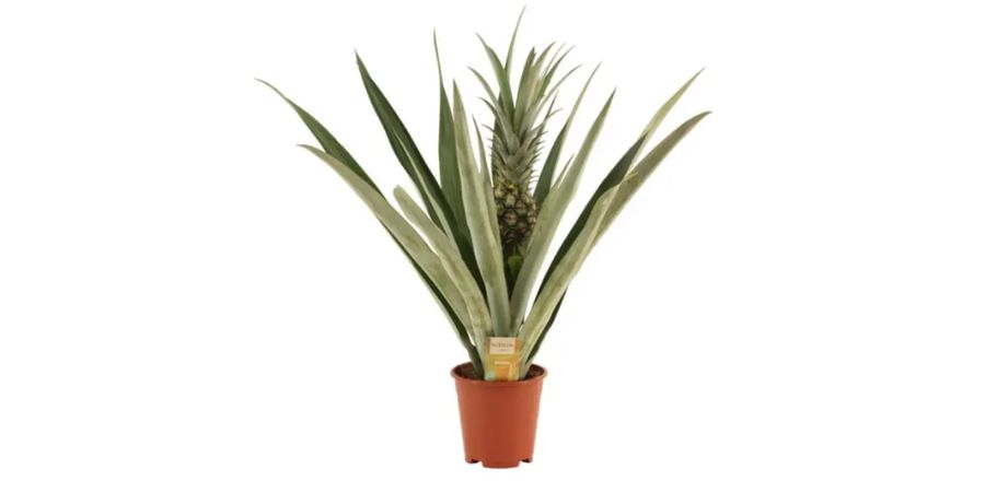 Ananas champaca