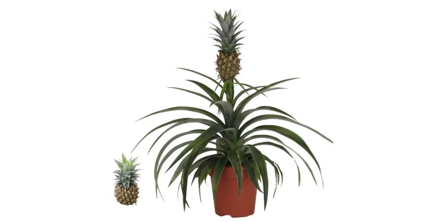 Ananas mi amigo